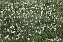 VBS_2517 - Fioritura Narcisi Castelnuovo Nigra 2022 e campi di papaveri rossi